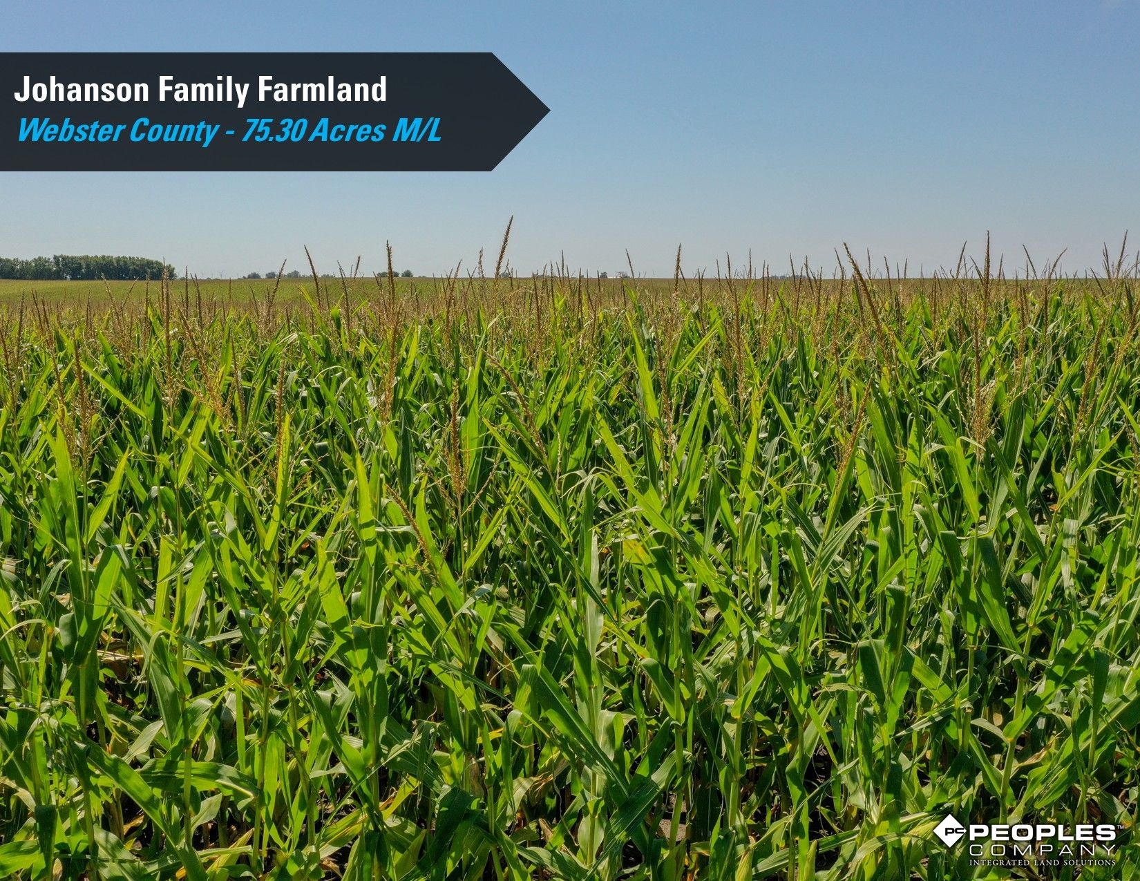 Listing Photo: Webster County Iowa Farmland Available 5